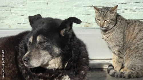 Tuzla, Istanbul, Turkey - 25th of February 2024: 4K Faces of dog and cat basking in the sun
