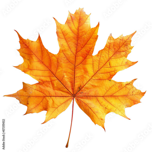 Wallpaper Mural A yellow autumn maple leaf with red spots on it on transparent background. A leaf of a tree is shown in full color. Torontodigital.ca