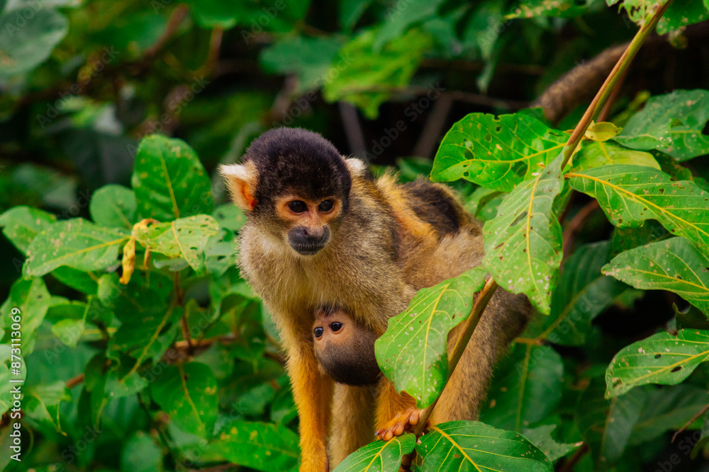 Obraz premium Mono ardilla del rio yacuma