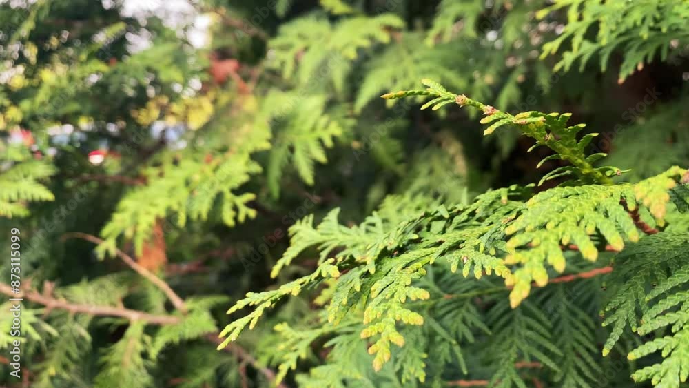 Thuja green leaves background. Evergreen thuja branches in sunset close up Thuja green leaves background. Evergreen thuja branches in sunset close up