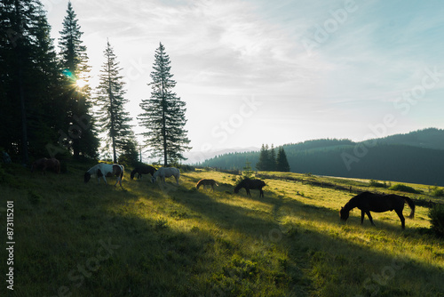 Photography landscape sky forest in the mountains, in the background horses graze, free graz