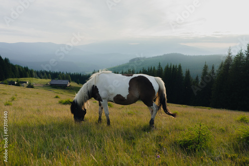 Photography landscape sky forest in the mountains, in the background horses graze, free graz