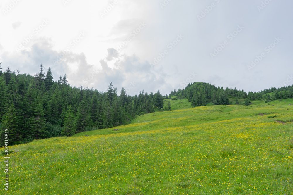 Obraz premium beautiful landscape in the mountains silhouettes of peaks, forest, trees,sun rays, travel, in green tones, Carpathian, blue clouds, green grass, hiking in the mountains, poster, wallpaper
