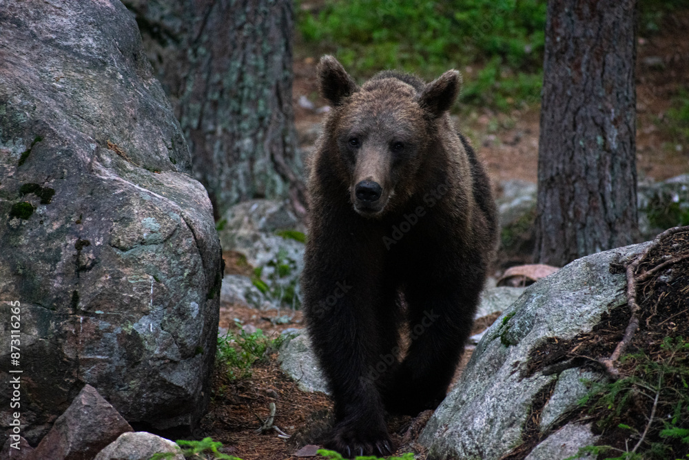 Fototapeta premium Bear