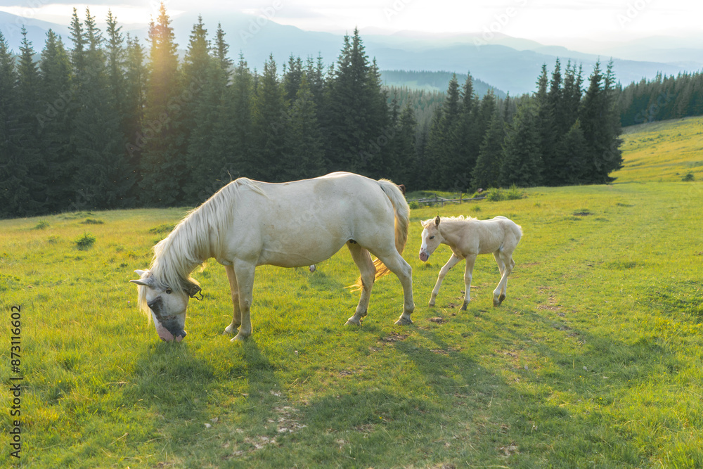 Obraz premium landscape sky forest in the mountains, in the background horses graze, free grazing animals, wild animals, on a sunny summer day mountain silhouettes, fog, wallpaper, poster, cover, nature Carpathian