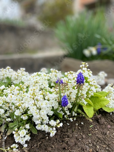 flowers in the garden