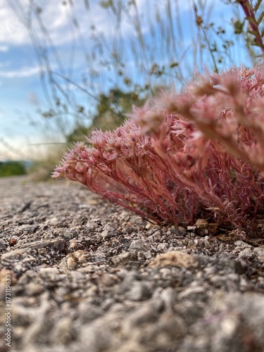 Plants on the side of the road