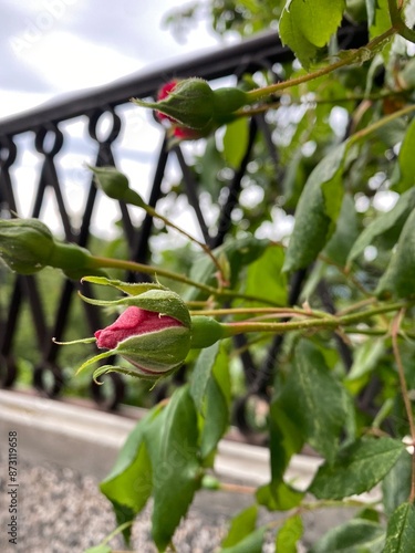 Red rose on a terrace 