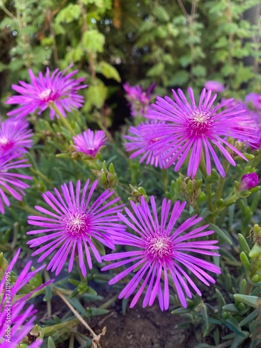purple flowers
