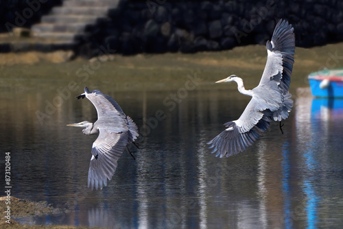 Zwei fliegende Graureiher (Ardea cinerea) beim Landen in einer befestigten Lagune bei Ebbe - Arrecife, Lanzarote, Kanarische Inseln photo