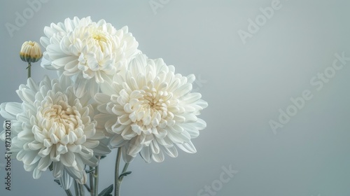 Chrysanthemum flowers on a soft gray background