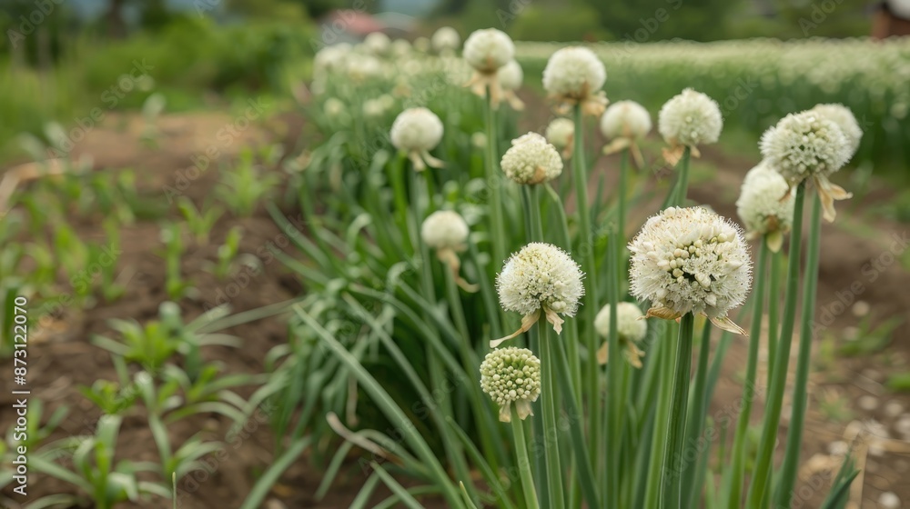 Selective focus on onion flowers signifies harvest readiness Selective focus on onion flowers signifies harvest readiness