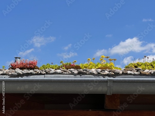 Sustainable green roofs: colorful flowering plants (Sedum) on a green flat roof under a blue sky. In the foreground the galvanized gutter.