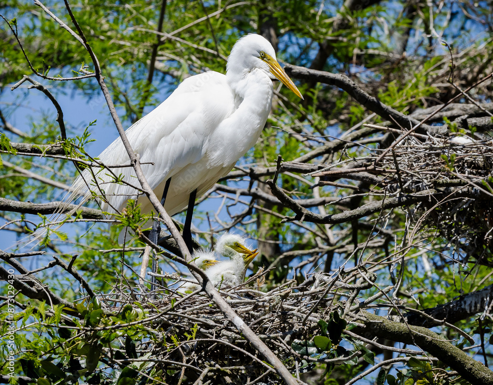 Great egret chicks in the nest in St Augustine Florida. Egret chicks grow fast and are able to fly out of the nest in about 6 weeks. Great egret chicks in the nest in St Augustine Florida. Egret chicks grow fast and are able to fly out of the nest in about 6 weeks.