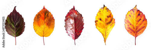 Five Autumn Leaves in Various Shades of Red, Yellow, and Orange