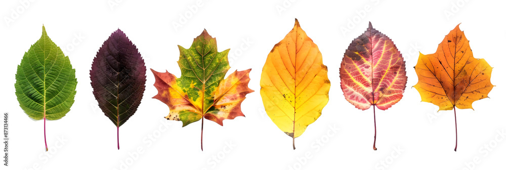 Fototapeta premium Seven Leaves in Autumn Color Palette