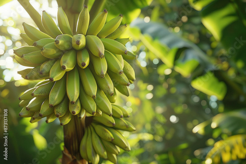 banana bunches ripe growing on trees photo