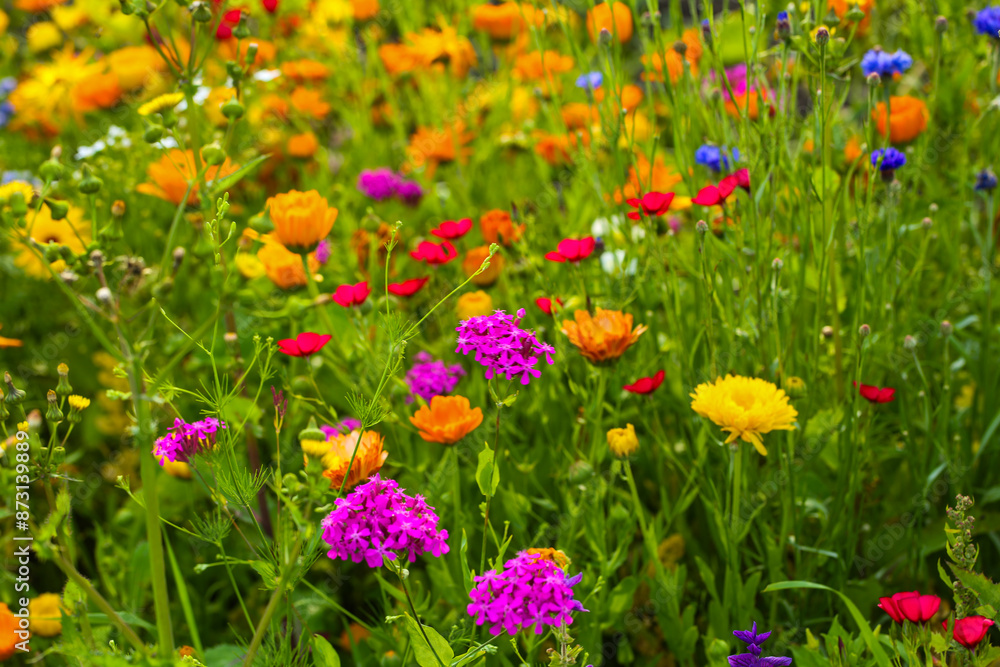 Wildflowers in a colorful mix, mössinger summermeadow, blue sky Wildflowers in a colorful mix, mössinger summermeadow, blue sky