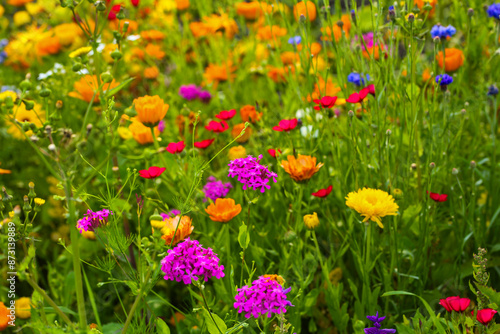 Wildflowers in a colorful mix,  mössinger summermeadow, blue sky