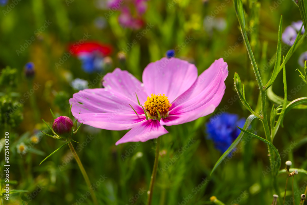 Wildflowers in a colorful mix, mössinger summermeadow, blue skyw Wildflowers in a colorful mix, mössinger summermeadow, blue skyw