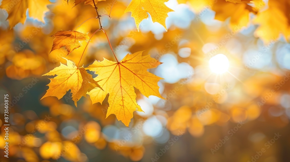 Maple tree leaves in sunlight during autumn Maple tree leaves in sunlight during autumn
