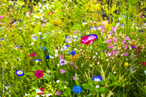 Wildflowers in a colorful mix,  mössinger summermeadow