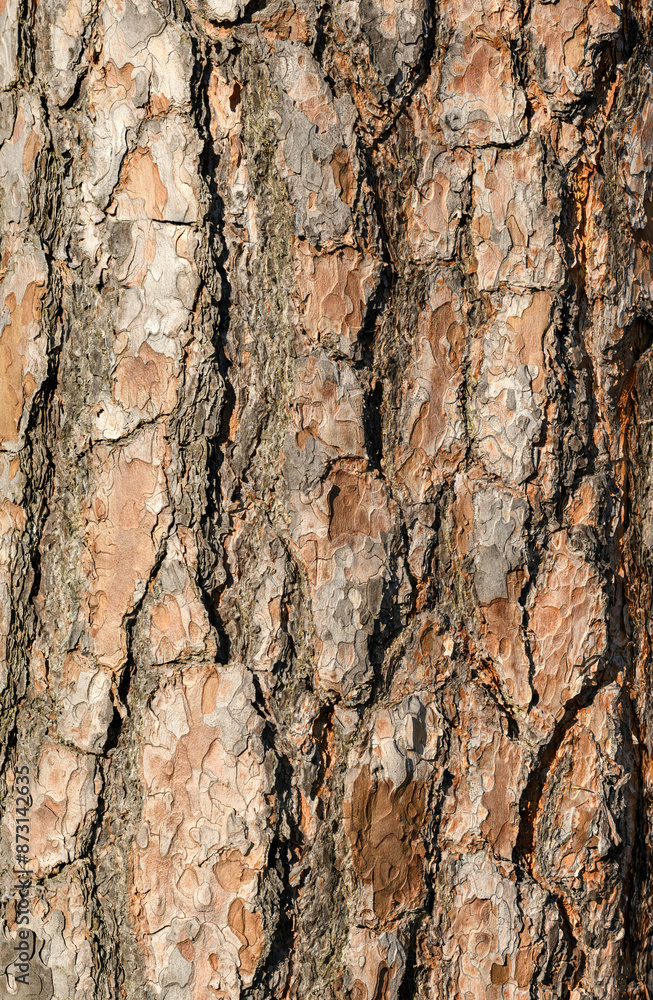 pine tree bark texture in detail pine tree bark texture in detail