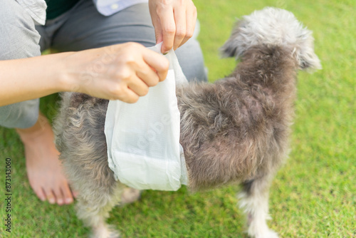Canvas Print Senior Crossbreed dog wearing a diaper for urinary incontinence