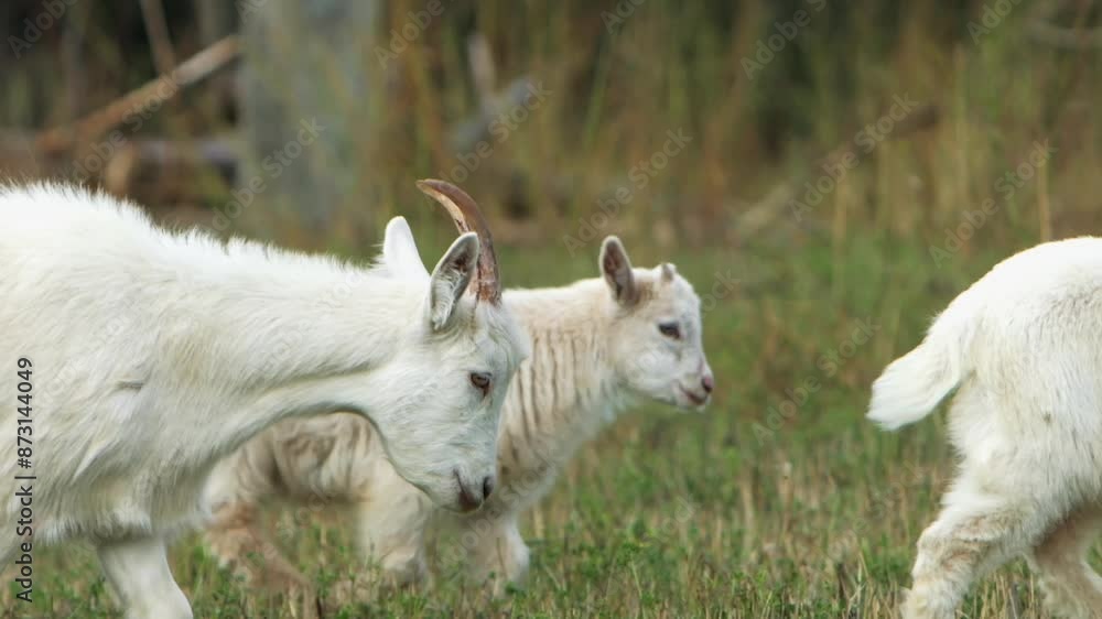 A peaceful scene of young goats munching on grass in a beautiful meadow, slow mo A peaceful scene of young goats munching on grass in a beautiful meadow, slow mo