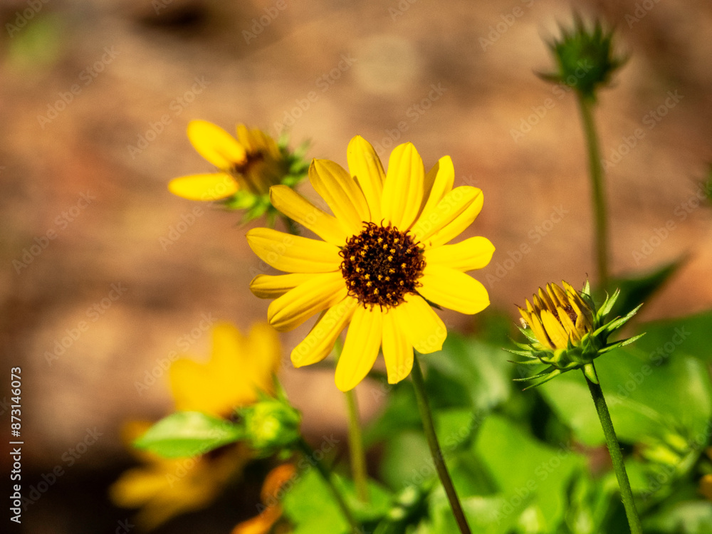 Obraz premium Brittlebush flowers attract butterflies and bees