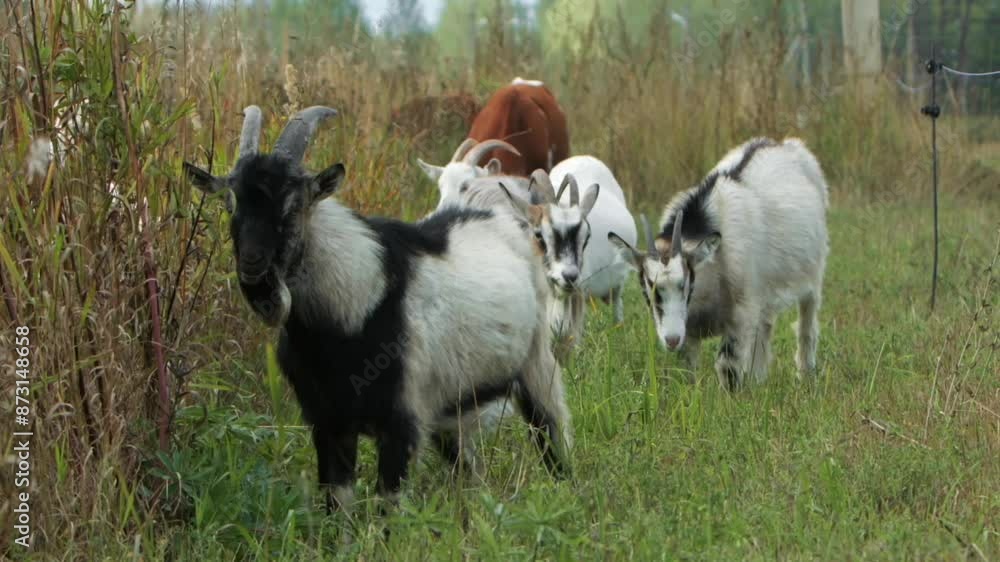 A peaceful image of goats peacefully grazing in a sunny meadow, slow motion A peaceful image of goats peacefully grazing in a sunny meadow, slow motion