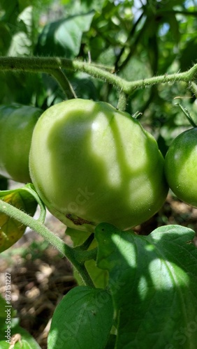 green tomatoes on a vine