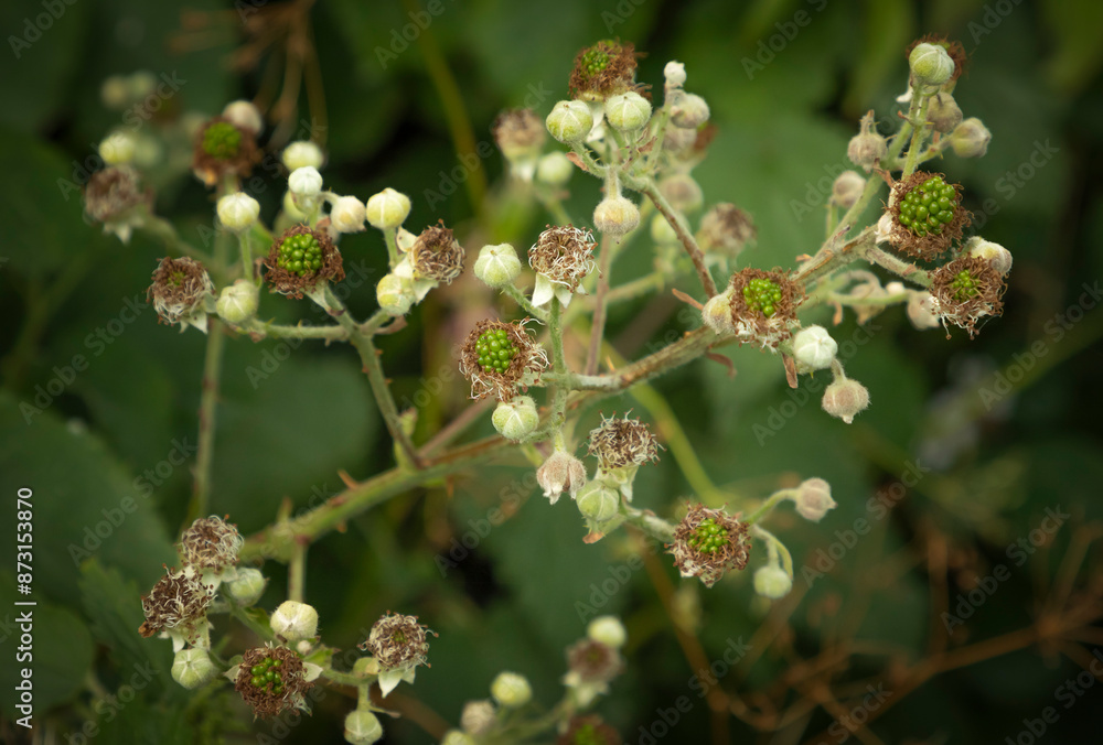 Blackberries begining to form after the flowers have died
