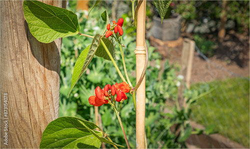 Flowers on a runner bean plant