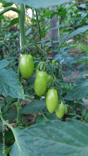 green tomatoes in a greenhouse