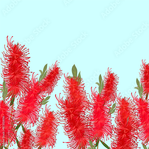 Bottlebrush red flowers vector illustration, native Australian plant