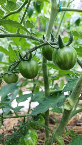 green tomatoes on the vine