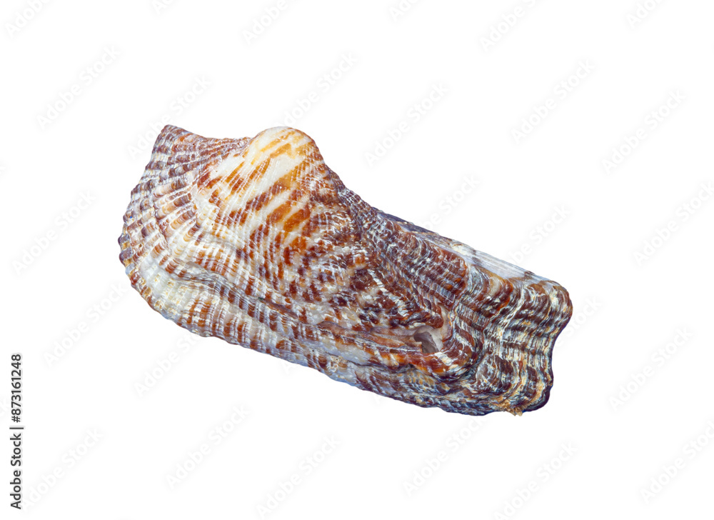 Seashell with a rough texture and brown stripes resting on a blank white surface Seashell with a rough texture and brown stripes resting on a blank white surface