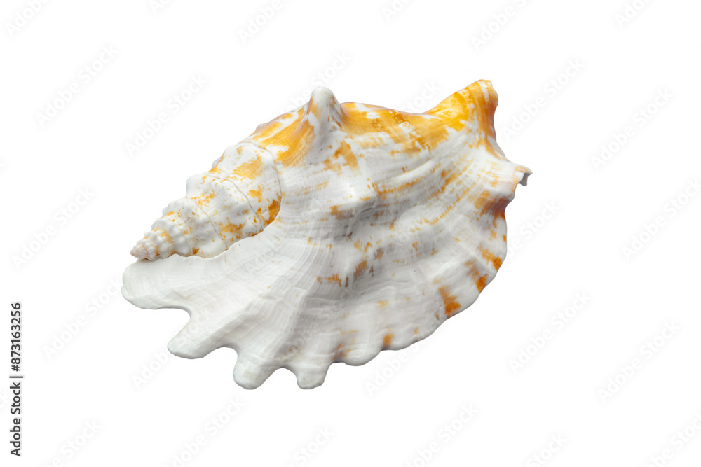Big orange and white seashell rests on its side against a white backdrop Big orange and white seashell rests on its side against a white backdrop