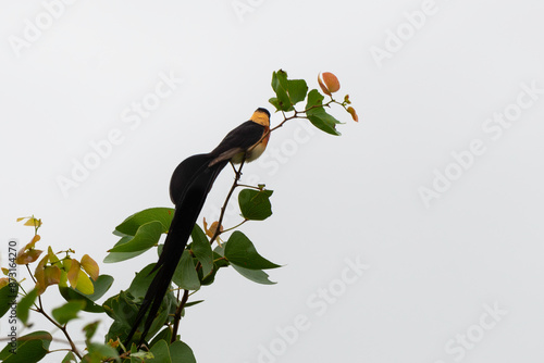 Veuve nigériane, Veuve nigérienne, Vidua interjecta,  Exclamatory Paradise Whydah photo