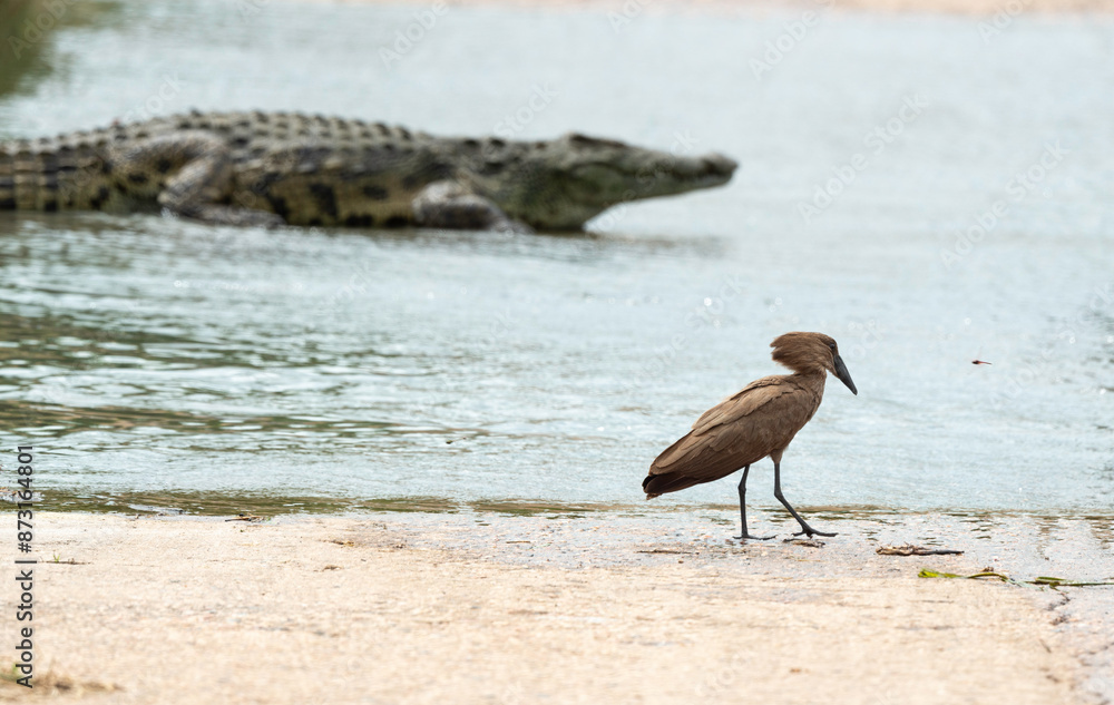 Obraz premium Ombrette africaine,. Scopus umbretta, Hamerkop, Crocodile du Nil, Crocodylus niloticus, Parc national Kruger, Afrique du Sud