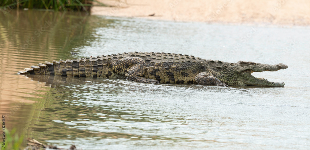 Crocodile du Nil, Crocodylus niloticus, Parc national Kruger, Afrique du Sud Crocodile du Nil, Crocodylus niloticus, Parc national Kruger, Afrique du Sud
