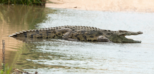 Crocodile du Nil, Crocodylus niloticus, Parc national Kruger, Afrique du Sud