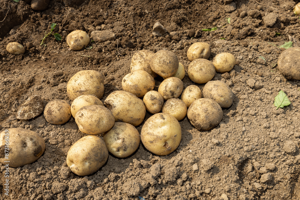 fresh new potatoes harvested underground fresh new potatoes harvested underground