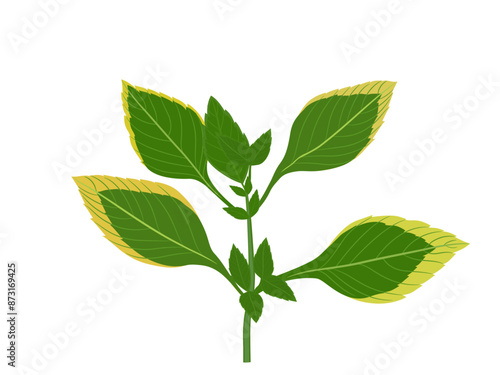 Lack of magnesium in plant leaves.