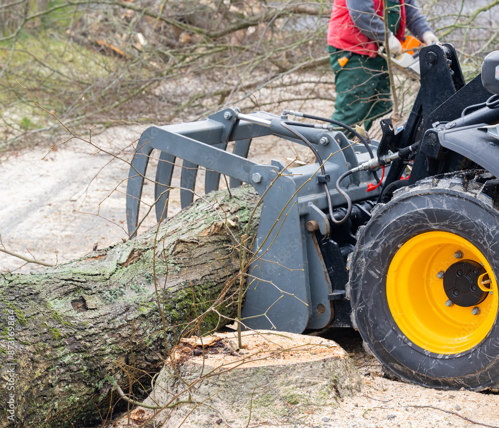 Kranker Baum mit einer Kettensäge oder Motorsäge fällen und zum Brennholz verarbeiten Kranker Baum mit einer Kettensäge oder Motorsäge fällen und zum Brennholz verarbeiten