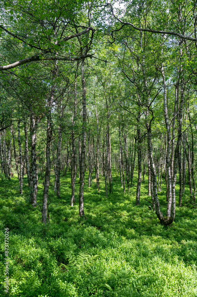 Fototapeta premium Birches in a forest in the sun light
