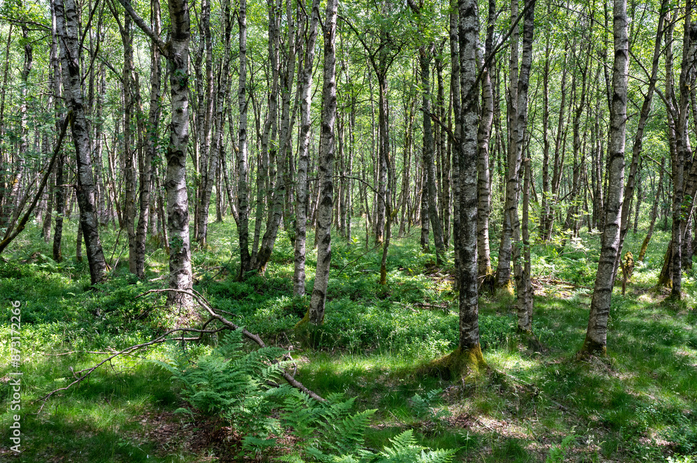 Fototapeta premium Birch in a green forest in the sun light