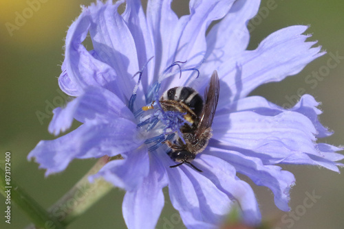 Polyster bee on Chicory Flower photo