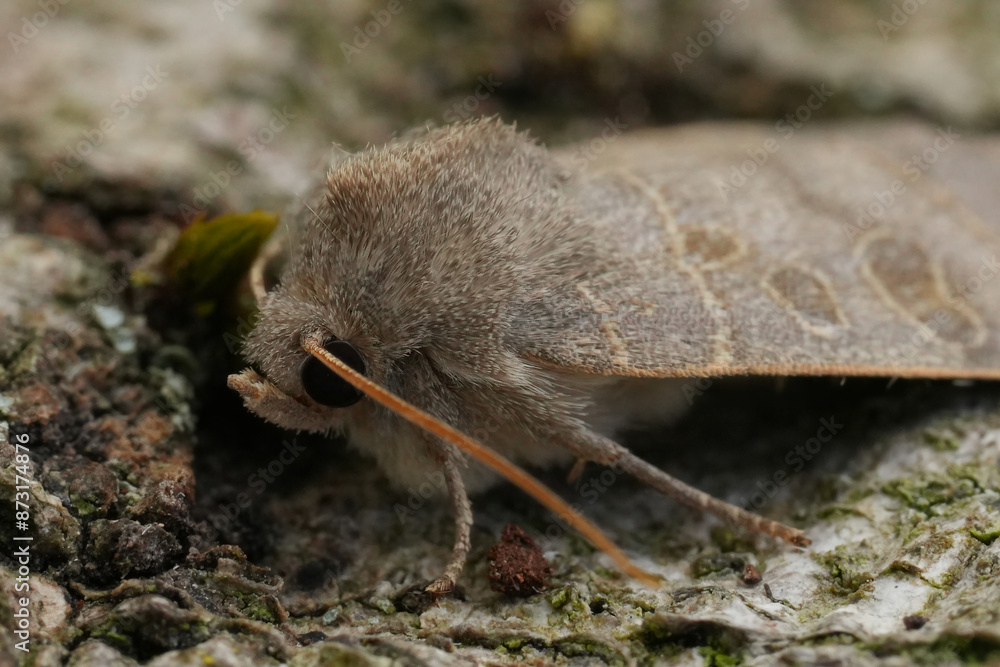 Closeup on the European Vine's Rustic owlet moth, Hoplodrina ambigua sitting on wood Closeup on the European Vine's Rustic owlet moth, Hoplodrina ambigua sitting on wood